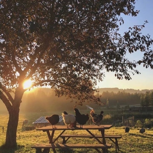 Meet your Posher, Priscilla - Picture 4 of 12